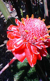 Vacation Rental Torch Ginger